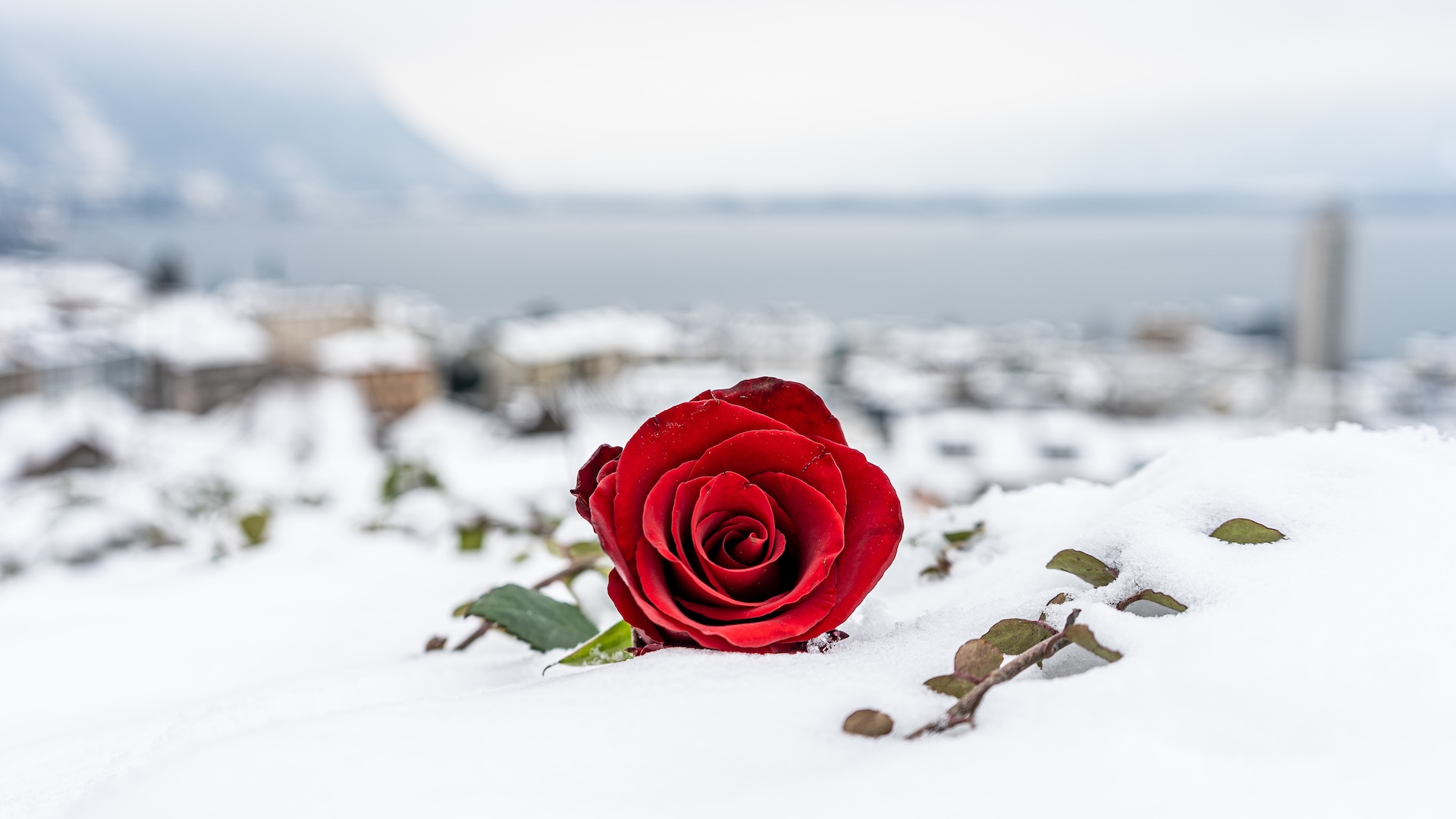 shutterstock_1916944616.jpg