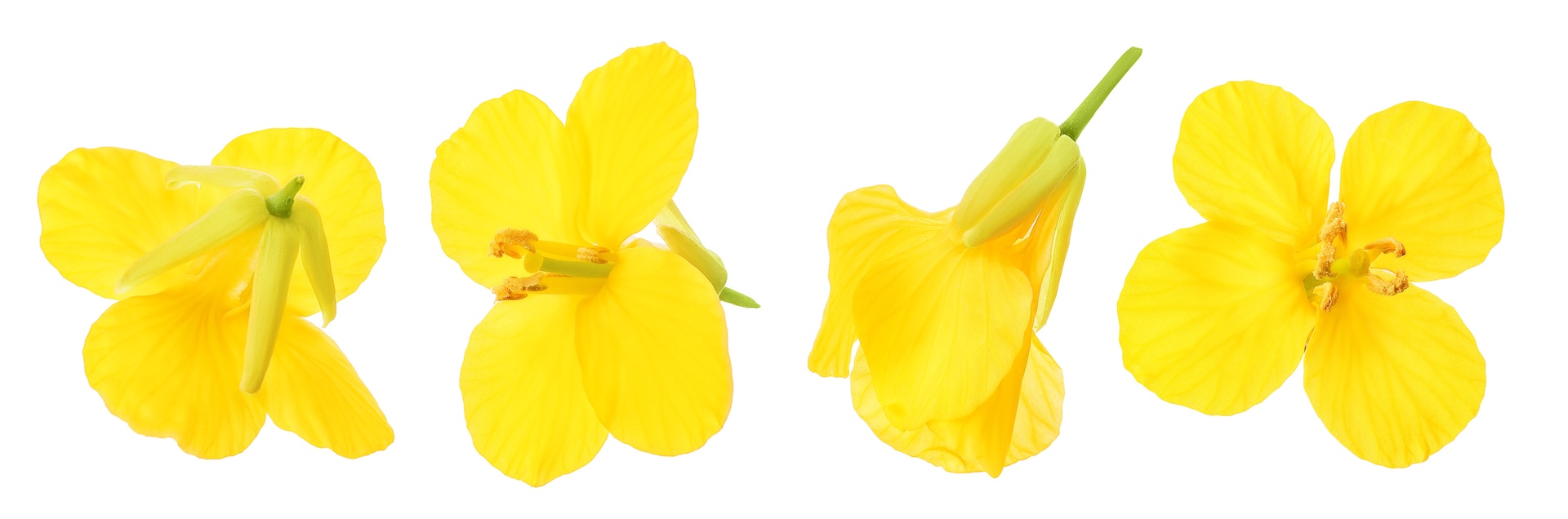  shutterstock_2508579197.jpg