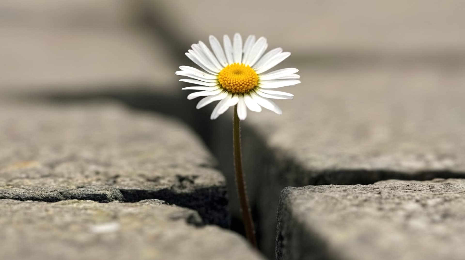 shutterstock_2678444079.jpg 