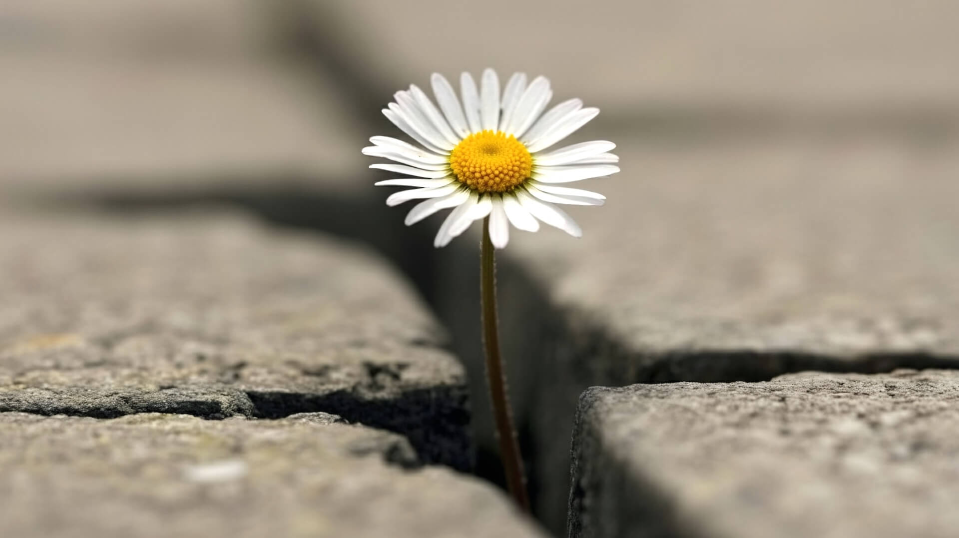 shutterstock_2678444079_0.jpg