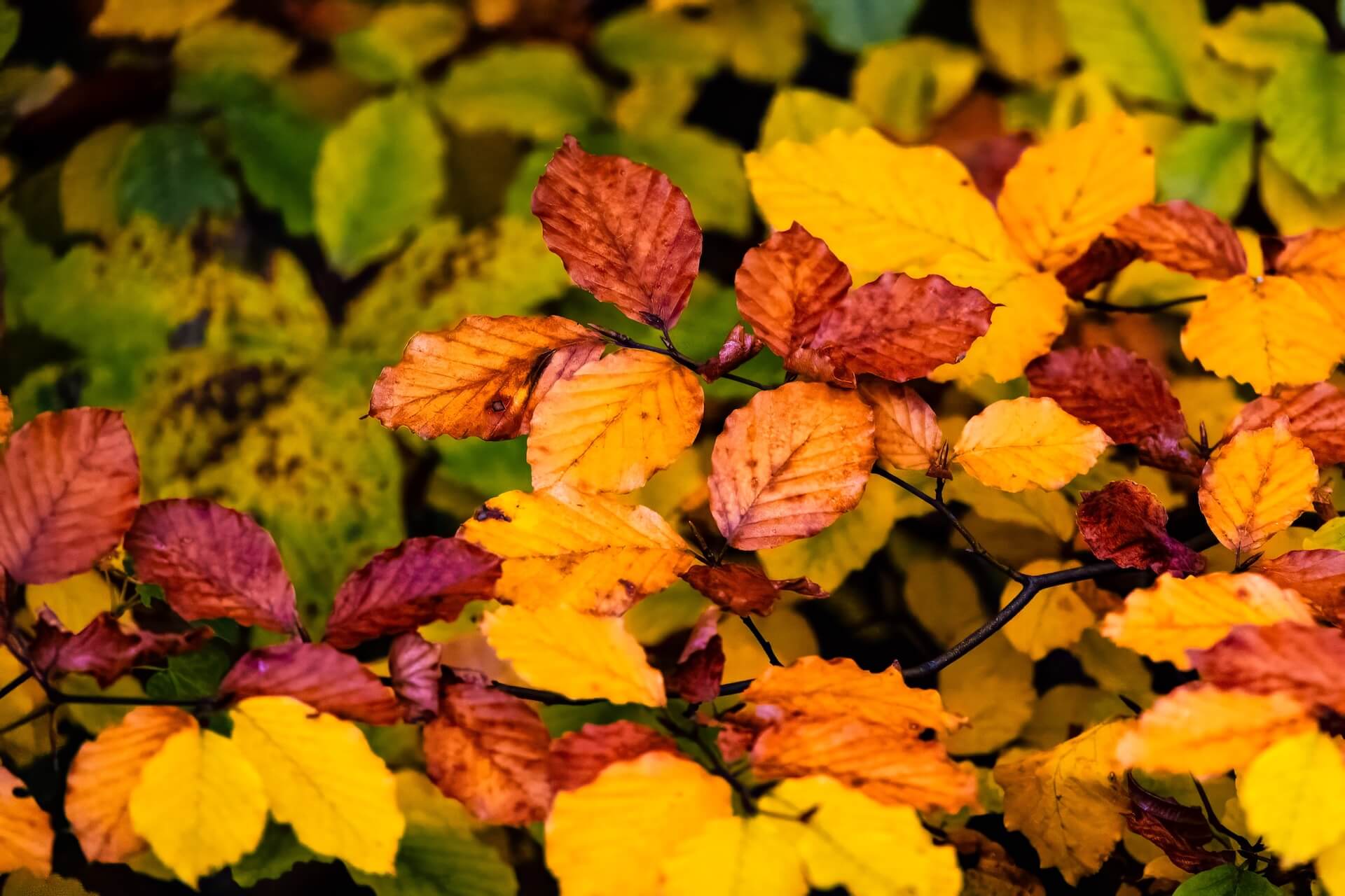 shutterstock_2695654535.jpg