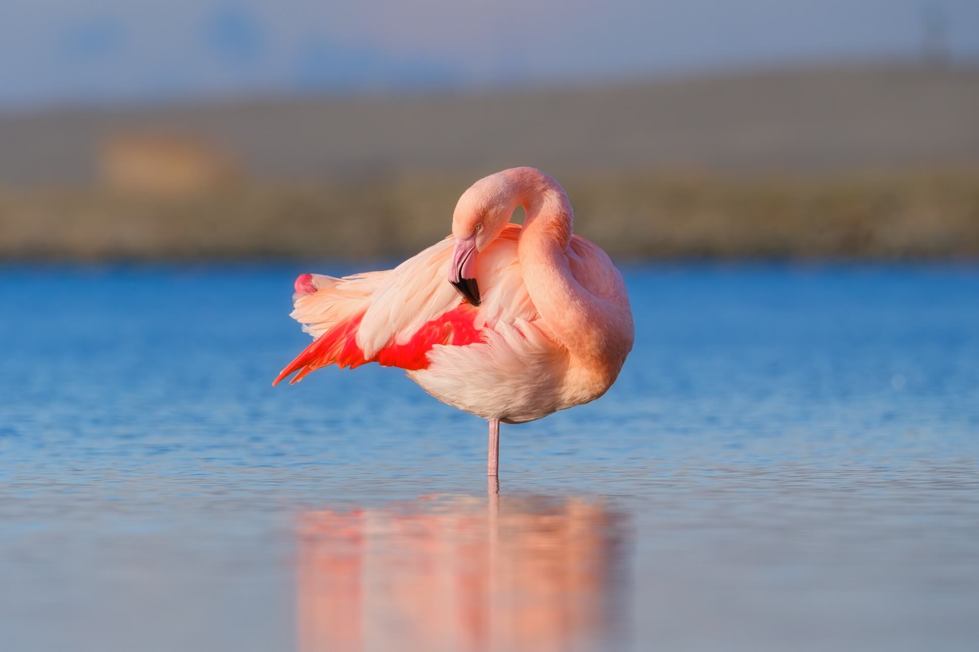 shutterstock_2738469671.jpg