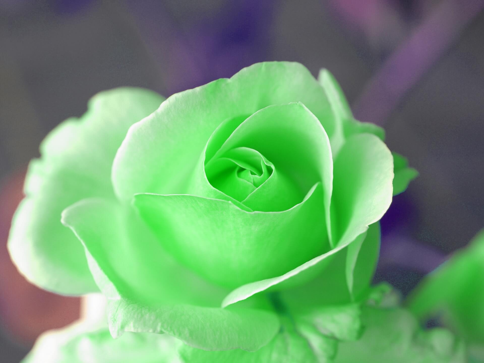  shutterstock_69977203.jpg